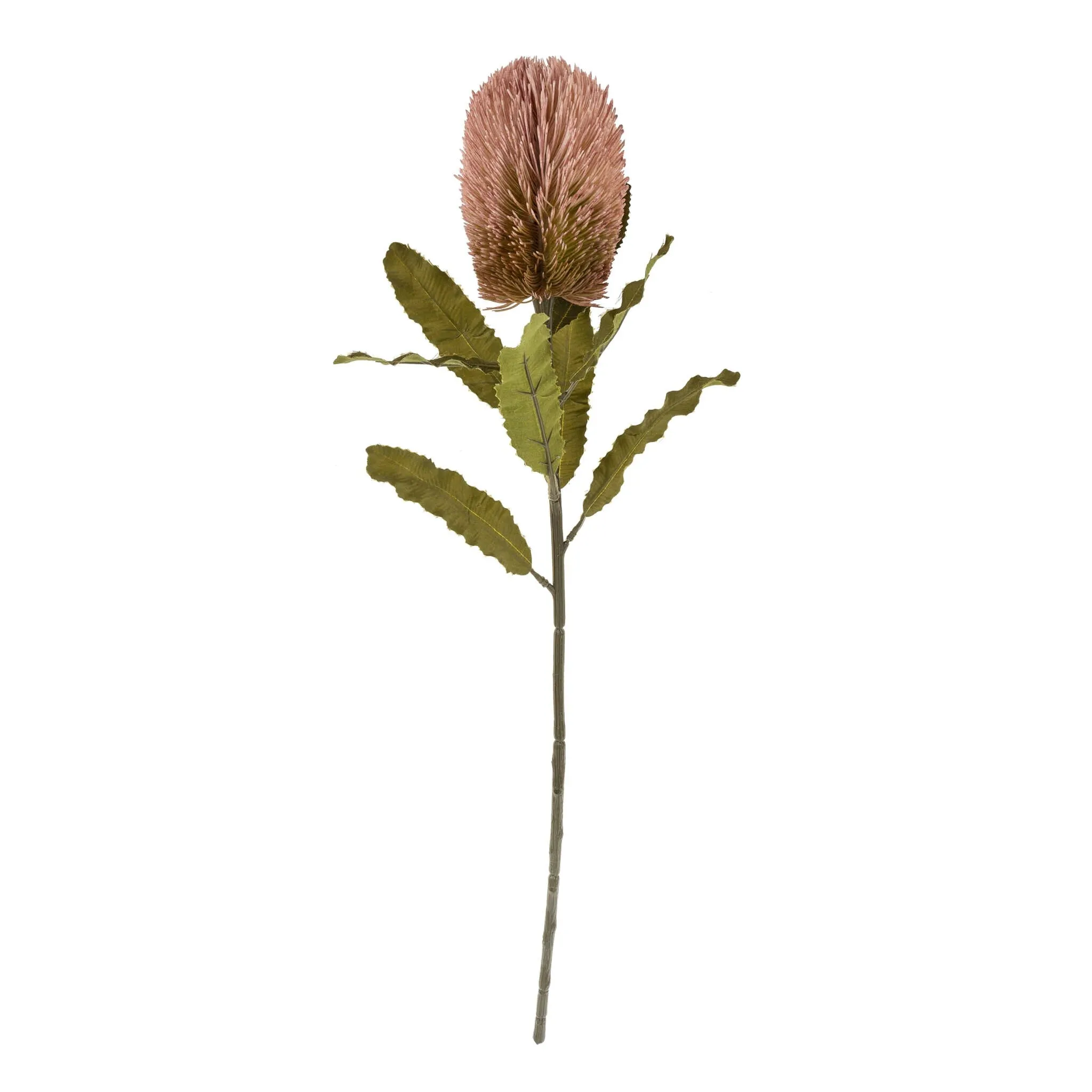 Banksia Floral Stem